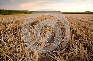 Grain stubble and corn stalks in field