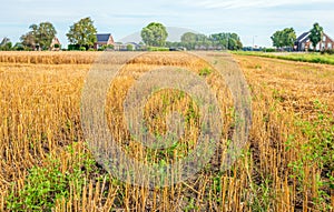 Grain stubble field in the Dutch province of South Holland