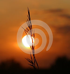 Grano sobre el atardecer 