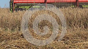 Grain thresher combine machine harvesting wheat rye barley ears in summer agriculture field. 4K