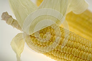 Two Corn Maize on white background