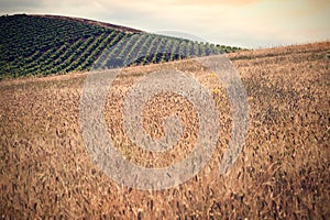 Grain and vine fields