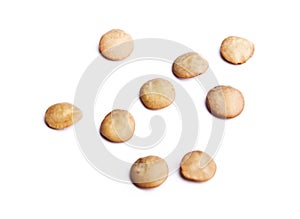 Grain walnut lens pulses (Lens culinaris)