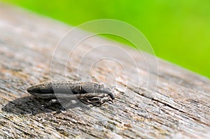 Grain weevil on wood