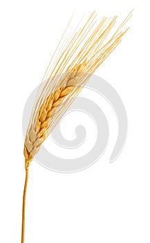 Grain wheat