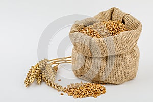 Grain, wheat in burlap bag isolated on white background