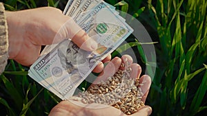 Grain of wheat and cash notes in hands of farmer under beautiful rays of sunset closeup. Businessman evaluates quality