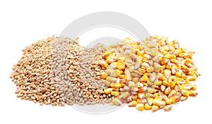 Grain wheat and corn