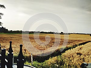 Grain wheat cultivationsky sunshine crop