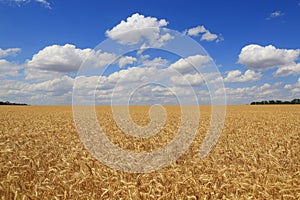 Grain wheat field under blue sky