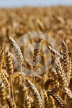 Grain wheat growing
