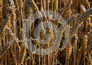 Grain wheat growing