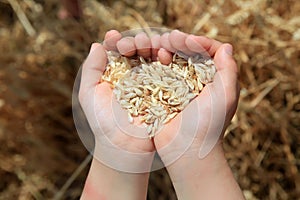 Grain of wheat in hands of little girl