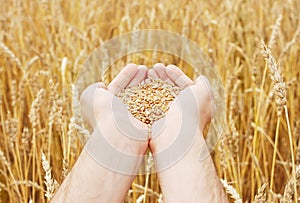 Grain of the wheat in hands of the person