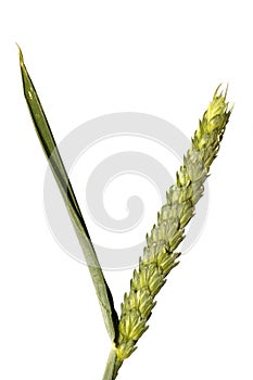 Grain Wheat Isolated