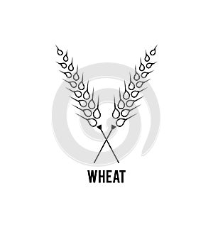 Grain wheat logo concept, Agriculture wheat Logo Template vector icon