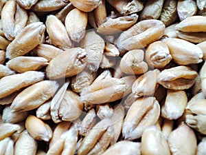 Grain of wheat macro. Whole grain wheat grains close-up. Agriculture or farming food concept. The price of the grain