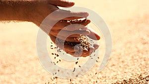 Grain wheat on man hands.