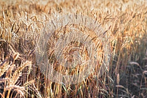 The grain of wheat is ripe, it is harvest time  it is time to reap, wheat field in late afternoon, harvest concept