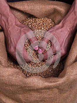 Grain Wheat strong man hands