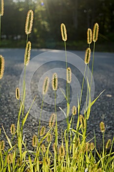 Grain, Wheat in sunlight on side of country road