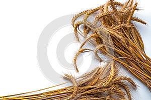 Grain wheat. Whole, barley, harvest wheat sprouts. Wheat grain ear or rye spike plant isolated on white background, for cereal