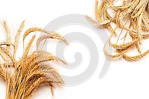 Grain wheat. Whole, barley, harvest wheat sprouts. Wheat grain ear or rye spike plant isolated on white background, for cereal