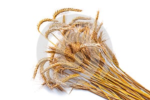 Grain wheat. Whole, barley, harvest wheat sprouts. Wheat grain ear or rye spike plant isolated on white background, for cereal