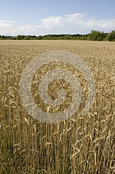 Grainfield
