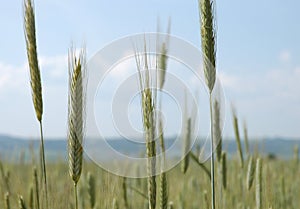 Grainfield
