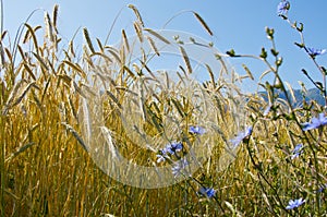 Grainfield