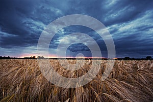 Grainfield and cloudy sky