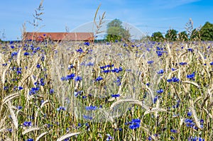 Grainfield and Cornflowers