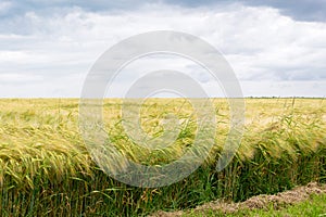 Grainfield