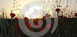 Grainfield with red poppies, at sunset