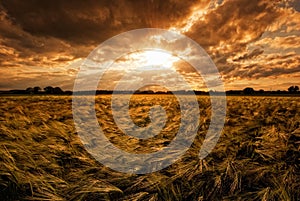 Grainfield during sunset