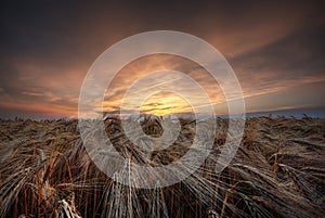 Grainfield during sunset