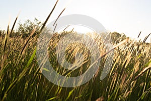 Grainfield at sunset with the sun behind it
