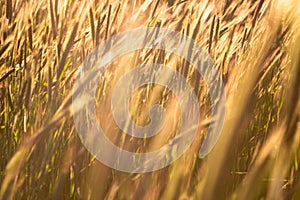 Grainfield at sunset with the sun behind it