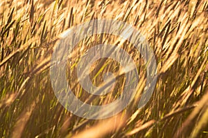 Grainfield at sunset with the sun behind it