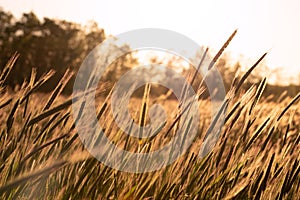 Grainfield at sunset with the sun behind it