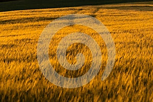 Grainfield at sunset with the sun behind it