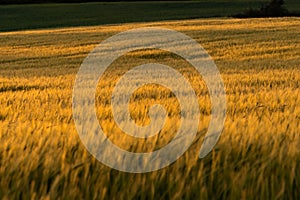 Grainfield at sunset with the sun behind it