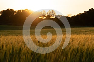 Grainfield at sunset with the sun behind it