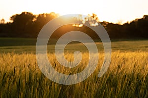 Grainfield at sunset with the sun behind it