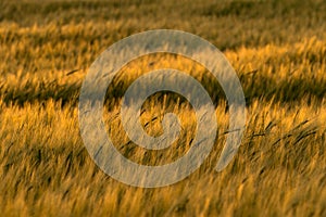 Grainfield at sunset with the sun behind it
