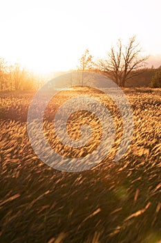 Grainfield at sunset with the sun behind it