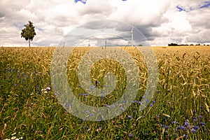 Grainfield Tree and Windenergy