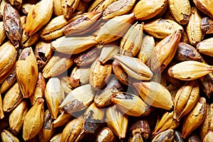 Grains of barley malt for beer production. Castel Malting of the type.