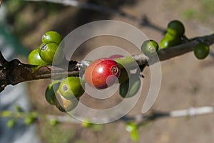 Grains coffee branch Guatemala, organic cultivation. Coffea arÃ¡bica Guatemala.